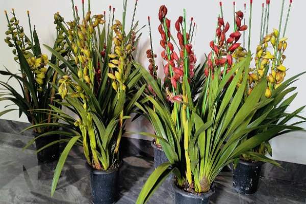 大花蕙兰冬季的养殖方法，要确保室内温度在15℃左右