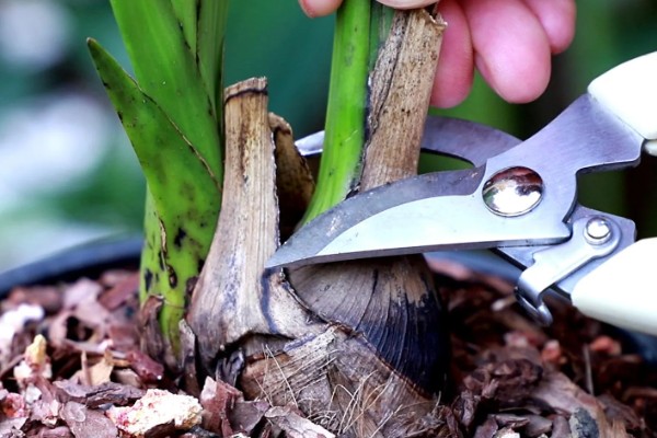 大花蕙兰冬季的养殖方法，要确保室内温度在15℃左右