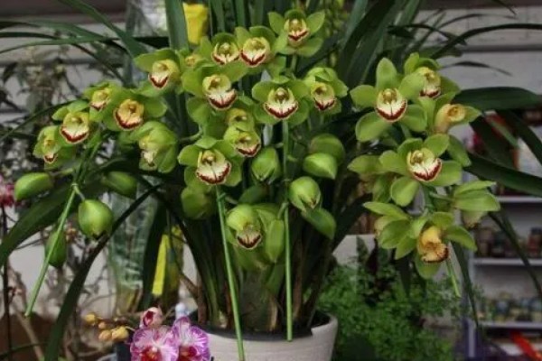 大花蕙兰冬季的养殖方法，要确保室内温度在15℃左右