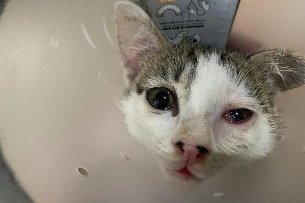 猫疱疹病毒是如何传播的,小猫从猫妈妈身上传播而来