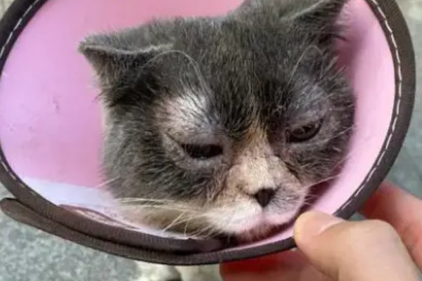 猫疱疹病毒是如何传播的,小猫从猫妈妈身上传播而来