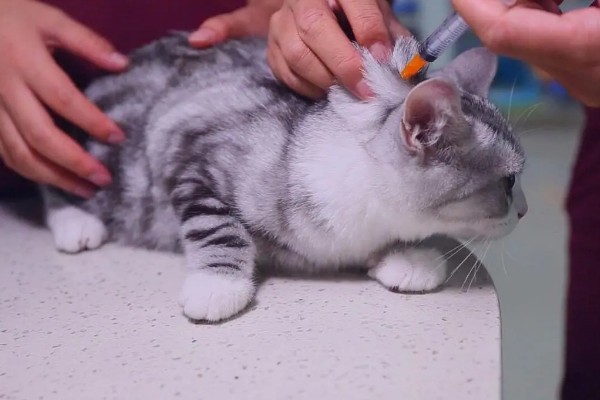 猫疱疹病毒是如何传播的,小猫从猫妈妈身上传播而来