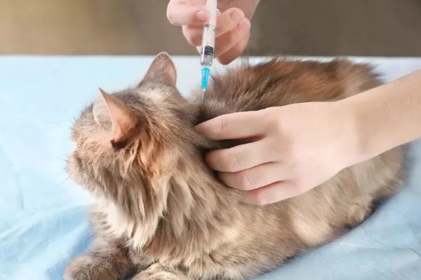 猫疱疹病毒是如何传播的,小猫从猫妈妈身上传播而来