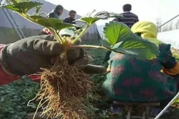 草莓苗的种植方式,建议在9、10月份种植