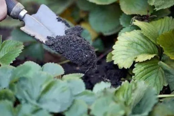 草莓苗的种植方式,建议在9、10月份种植