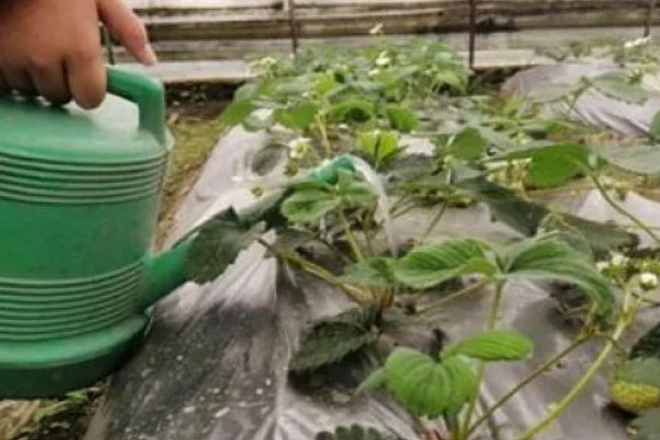 草莓苗的种植方式,建议在9、10月份种植
