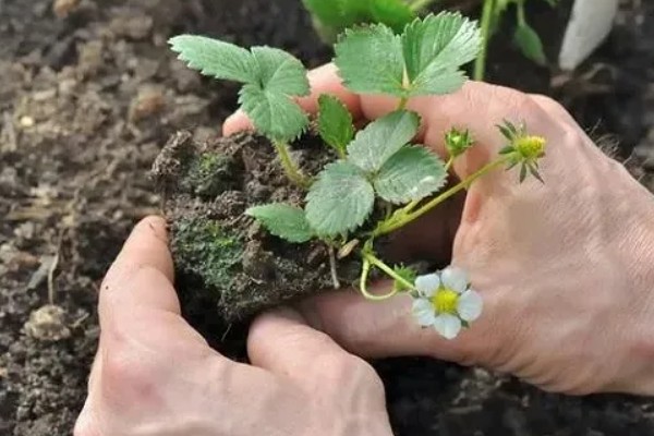 草莓苗的种植方式,建议在9、10月份种植