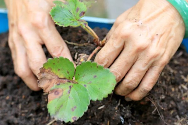 草莓苗的种植方式,建议在9、10月份种植