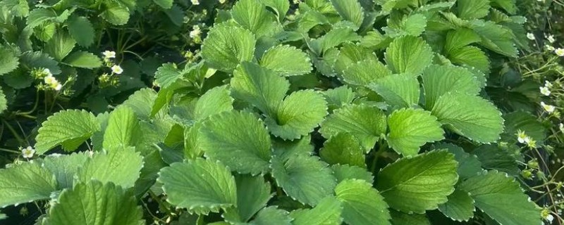 草莓苗的种植方式，建议在9、10月份种植