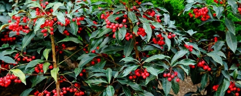 朱砂根叶子果子发蔫怎么处理,需减少光照并补充水分