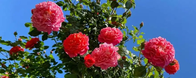 月季花的栽培管理方法，在生长季节要保证充足的阳光