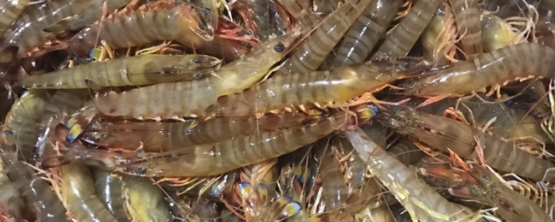 日本车虾的原产地，原产为日本、中国、菲律宾等
