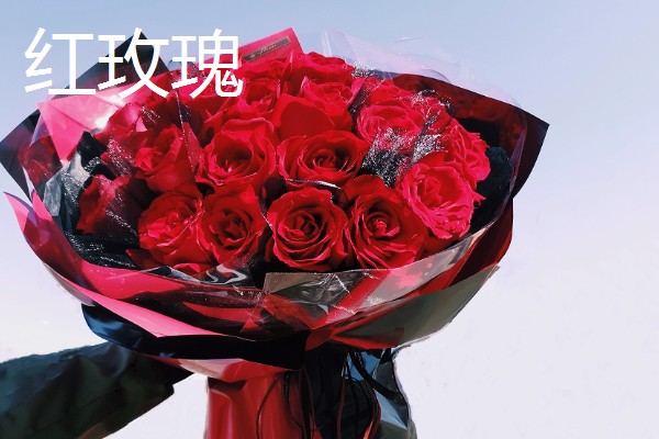 跟女朋友第一次见面送什么花，可选择红玫瑰、百合花等