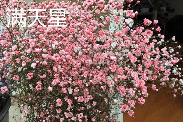 跟女朋友第一次见面送什么花，可选择红玫瑰、百合花等
