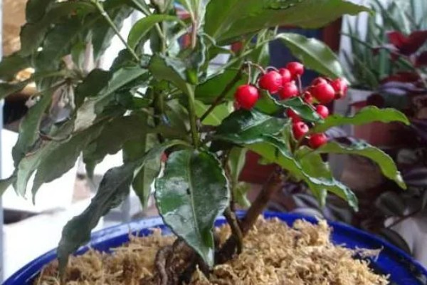 朱砂根叶子果子发蔫怎么处理，需减少光照并补充水分