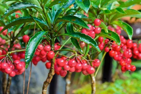 朱砂根叶子果子发蔫怎么处理，需减少光照并补充水分