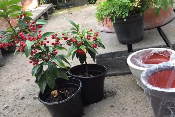 朱砂根叶子果子发蔫怎么处理，需减少光照并补充水分