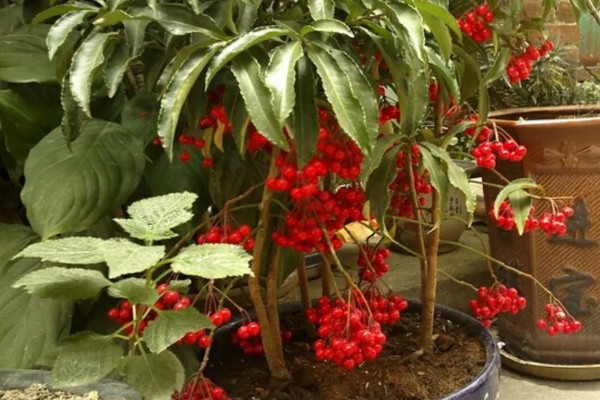 朱砂根叶子果子发蔫怎么处理，需减少光照并补充水分