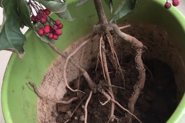 朱砂根叶子果子发蔫怎么处理，需减少光照并补充水分