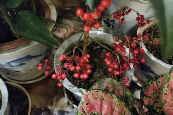 朱砂根叶子果子发蔫怎么处理，需减少光照并补充水分