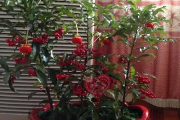 朱砂根叶子果子发蔫怎么处理，需减少光照并补充水分