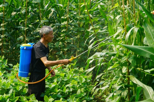 有哪些玉米田苗后除草剂，常见的有烟嘧磺隆、硝磺草酮等