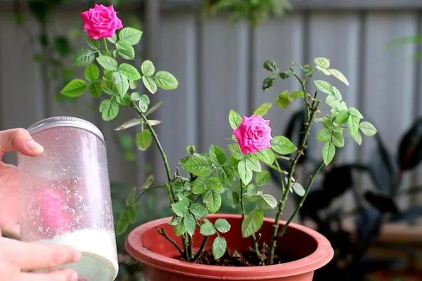 月季花的栽培管理方法，在生长季节要保证充足的阳光