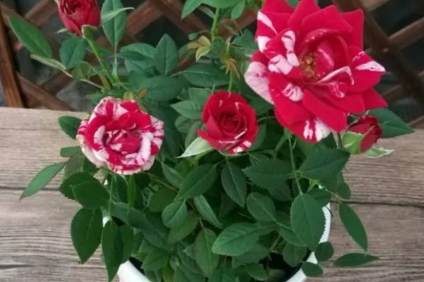 月季花的栽培管理方法，在生长季节要保证充足的阳光