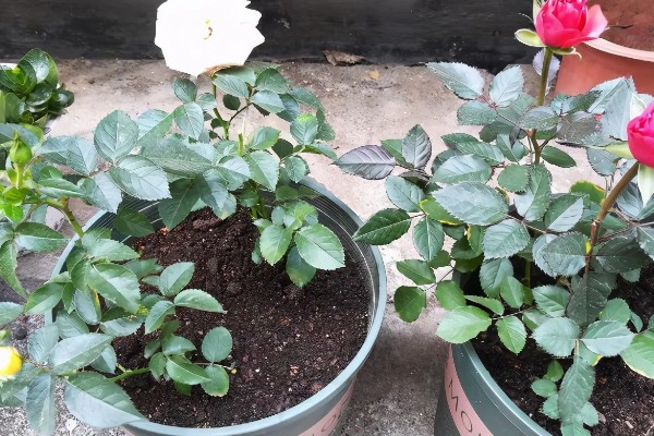 月季花的栽培管理方法，在生长季节要保证充足的阳光