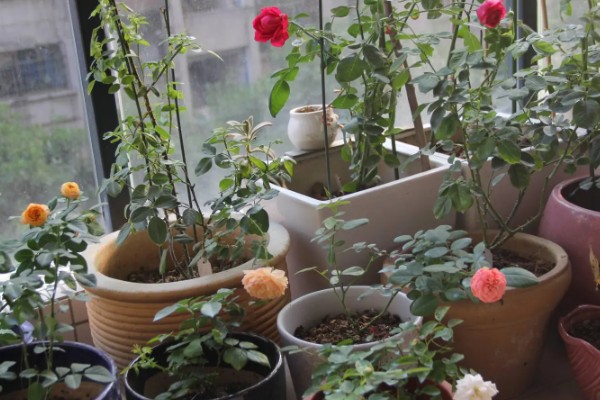 月季花的栽培管理方法，在生长季节要保证充足的阳光