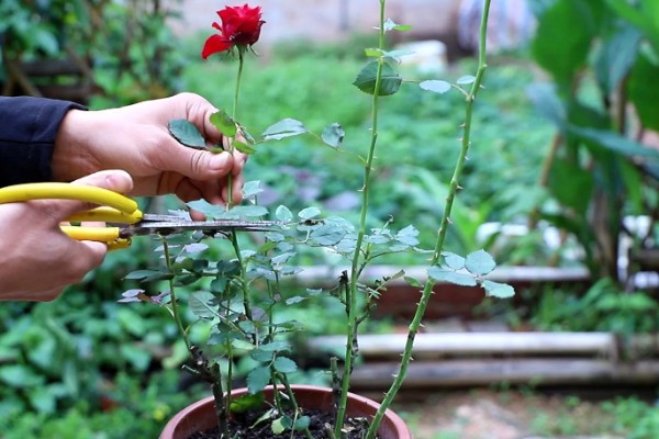 月季花的栽培管理方法，在生长季节要保证充足的阳光