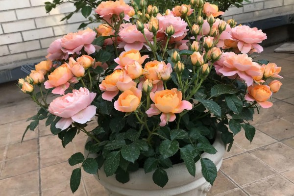 月季花的栽培管理方法，在生长季节要保证充足的阳光