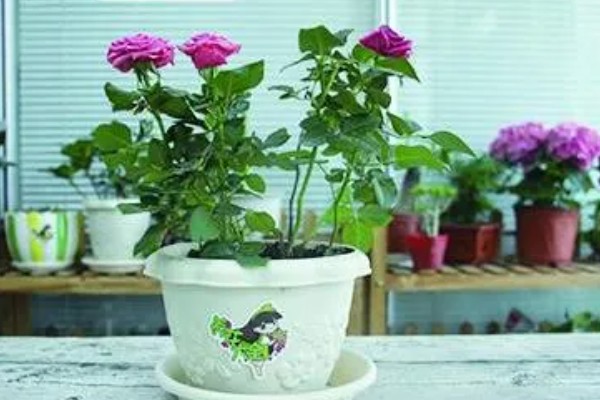 月季花的栽培管理方法，在生长季节要保证充足的阳光