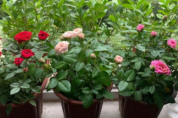 月季花的栽培管理方法，在生长季节要保证充足的阳光