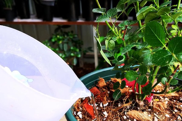 月季花的栽培管理方法，在生长季节要保证充足的阳光