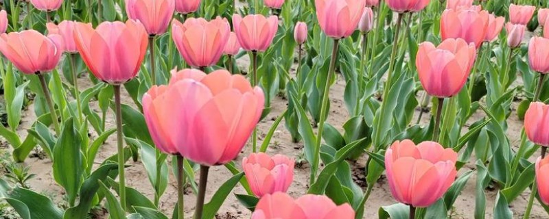 郁金香的花语，寓意幸福美满、高贵的爱等