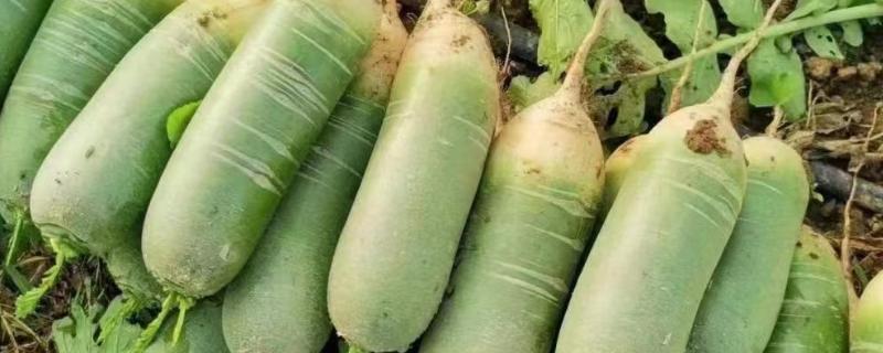 水果萝卜的种植时间，露地种植在3月中下旬至4月下旬