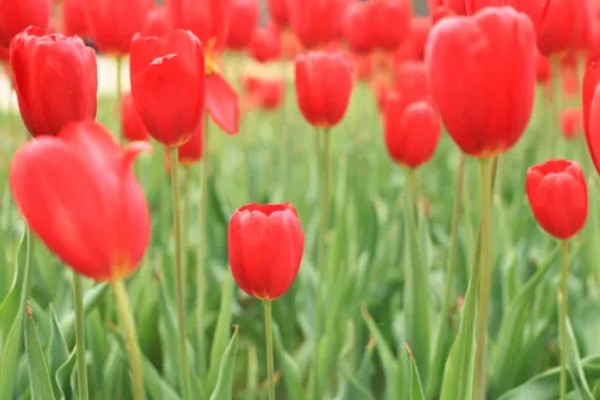 郁金香的花语，寓意幸福美满、高贵的爱等