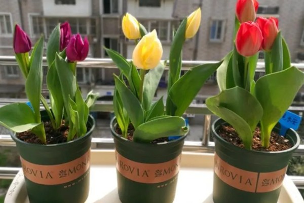 郁金香的花语，寓意幸福美满、高贵的爱等