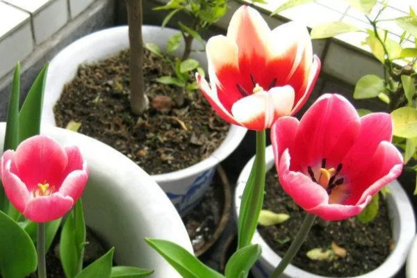 郁金香的花语，寓意幸福美满、高贵的爱等