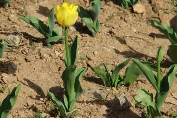 郁金香的花语，寓意幸福美满、高贵的爱等