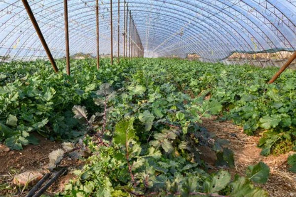 水果萝卜的种植时间，露地种植在3月中下旬至4月下旬