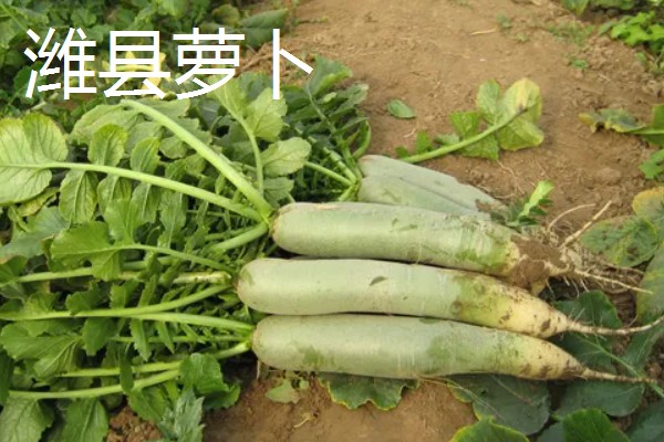 水果萝卜的种植时间，露地种植在3月中下旬至4月下旬
