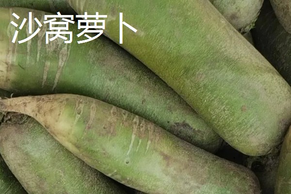 水果萝卜的种植时间，露地种植在3月中下旬至4月下旬