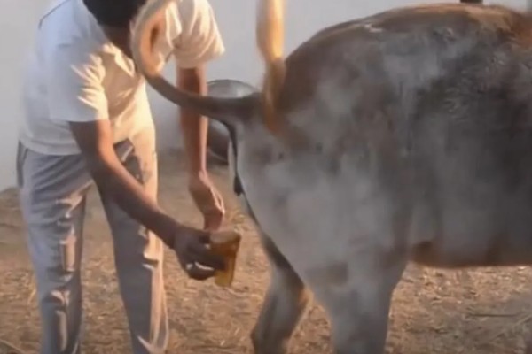 牛喝牛尿的原因，可能是长时间没有喝水所致