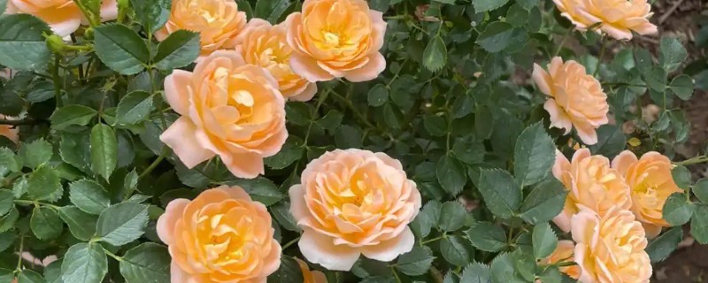 藤本月季的管理方法,牵引前先修剪一次