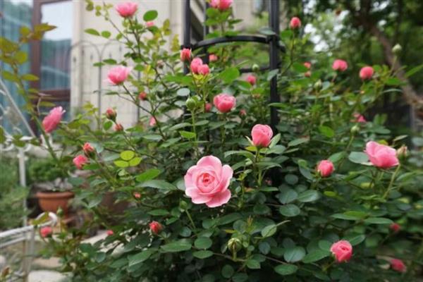 藤本月季的管理方法,牵引前先修剪一次
