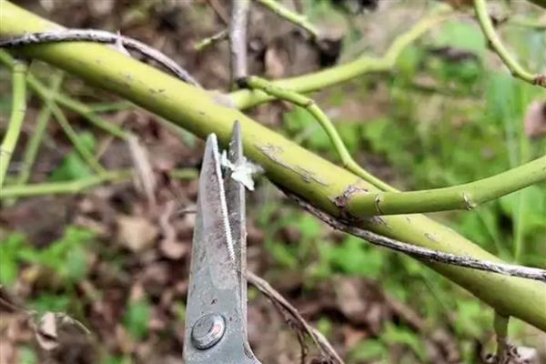 藤本月季的管理方法,牵引前先修剪一次
