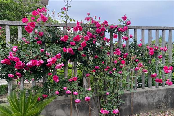 藤本月季的管理方法,牵引前先修剪一次