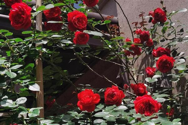 藤本月季的管理方法,牵引前先修剪一次